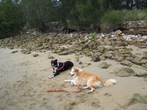 Laddie and Ruby at the beach